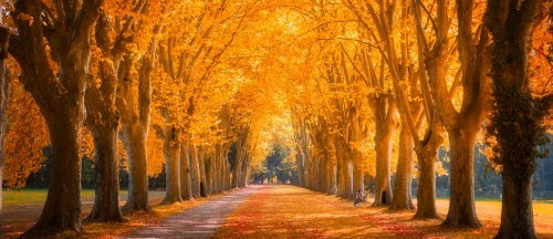 Les-couleurs-de-lautomne.jpg
