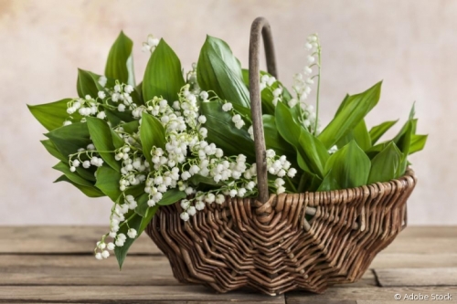 Muguet.jpeg