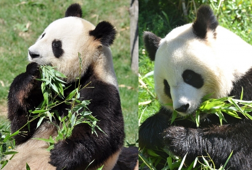 Pandas_du_zoo_de_Beauval.jpg