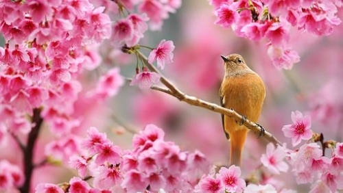 Printemps.jpg